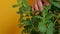 A person take care of mint plant at home. Gently checking with hand the condition of leaves at yellow background.