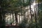 Person taking a walk through mystic forest in fall