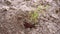 Person throws small green plant taken from pot into ground