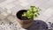 Person throws soil and plant into empty brown pot and waters