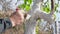 Person tightly paints over a crooked tree trunk with sawn branches with slaked lime, preparing trees in garden for