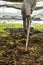 Person Tilling Soil with a Hoe in a Plant Nursery