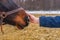 Person touching equine muzzle against winter rural landscape. Man`s hand and horse head close up. Human and animal friendship and