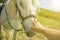 Person touching a horse by hand. he concept of human-nature relations. Animal care. Farm Feeding. White hourse with light eyes.