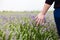 Person touching Lavender in the field