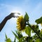 Person touching a sunflower