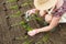 Person transplanting seedlings