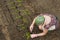 Person transplanting seedlings