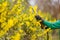 person trimming a hedge of forsythia in bloom