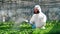 Person in uniform watering herbicides plant in pots. Industrial chemical agriculture concept.