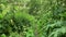 A person walk through jungle of poisonous toxic hogweed, cow parsnip Heracleum Sosnowskyi, view from first person