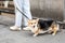 Person walking cheerful and happy pet dog in the street with leash during summer