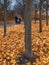 Person walking with a child in a carriage through a pathway surrounded by trees and leaves in autumn