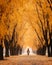 a person walking down a path lined with trees covered in yellow leaves