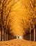 a person walking down a path lined with trees covered in yellow leaves