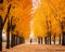 a person walking down a path lined with trees that are covered in yellow leaves