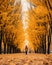 a person walking down a path lined with yellow trees