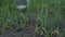 Person washes garden bed with leek against meadow closeup