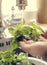 A person washing basil under running water food photography recipe idea