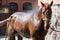 Person washing brown purebred horse outdoors