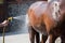 Person washing brown purebred horse outdoors