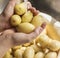 A person washing potatoes under running water food photography recipe idea