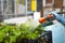 Person watering plants in green house garden