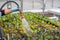 Person watering plants in green house garden