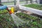 Person watering plants in green house garden