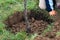 Person who dug a hole to transplant a tree in a garden
