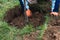 Person who dug a hole to transplant a tree in a garden