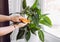 Person wiping house dust from houseplants leaves in springtime with soft cloth.