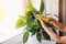 Person wiping house dust from houseplants leaves in springtime with soft cloth.