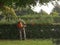 Person at work gardener who cuts the hedge