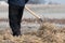 Person working on the field covering the ground with mulch straw using pitchfork