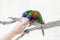 Person zoo worker feeding lorikeet parrots. Beautiful wild tropical animals birds sitting on a tree branch and eating nectar.