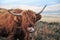 Personal hygiene of a Scottish Highland cow living on moorland