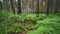 Personal perspective of walking on a path in the green forest, steady cam shot. Pov of hiker walking or running on trail