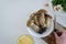 Personal perspective of woman hands preparing mushrooms Boletus edible for cooking them