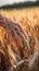 A Persons Hand Grasping Wheat Stalks in a Vibrant Field