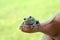 Persons Hand Holding Grey Tree Frog