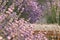 Perspective background with wooden table for your design. Lavender field region Provence