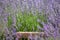 Perspective background with wooden table for your design. Lavender field region Provence