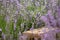 Perspective background with wooden table for your design. Lavender field region Provence