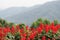 Perspective defocus landscape of red flowers with green tree and mountain in background, red flowers, mountain