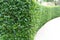 Perspective of green curve trimmed fence.Evergreen tree wall hedge.landscape design concept