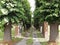 Perspective Green trees lining a driveway  to  ancient villa Italy   Europe