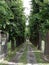 Perspective Green trees lining a driveway  to  ancient villa Italy   Europe