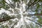 Perspective of looking up through tall forest trees towards the sky