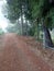 Perspective Photo Of Narrow Rural Dirt Road With Tropical Trees Blurring Into The Morning Mist